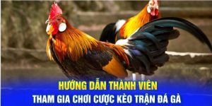 Đăng Nhập Đá Gà